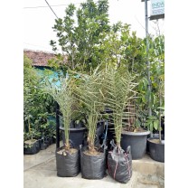 Bibit tanaman buah kurma hybrid thailand KL1 10kg