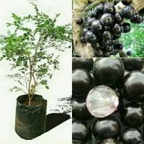 Bibit tanaman buah Anggur pohon atau Anggur brazil 850 Gram 