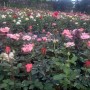 Tanaman Bunga Mawar / 1 pcs (100gr)
