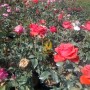 Tanaman Bunga Mawar / 1 pcs (100gr)