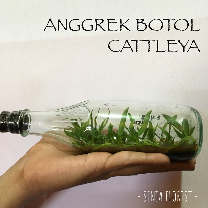 Bibit Anggrek Botol Cattleya (350gr)