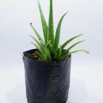 Tanaman Herbal Lidah Buaya / Aloe Vera (250gr)