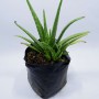 Tanaman Herbal Lidah Buaya / Aloe Vera (250gr)