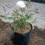 Tanaman Mawar Rambat Putih (100gr)