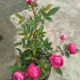 Tanaman Mawar Rambat Pink (100gr)