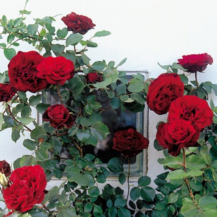 Tanaman Mawar Rambat Merah (100gr)