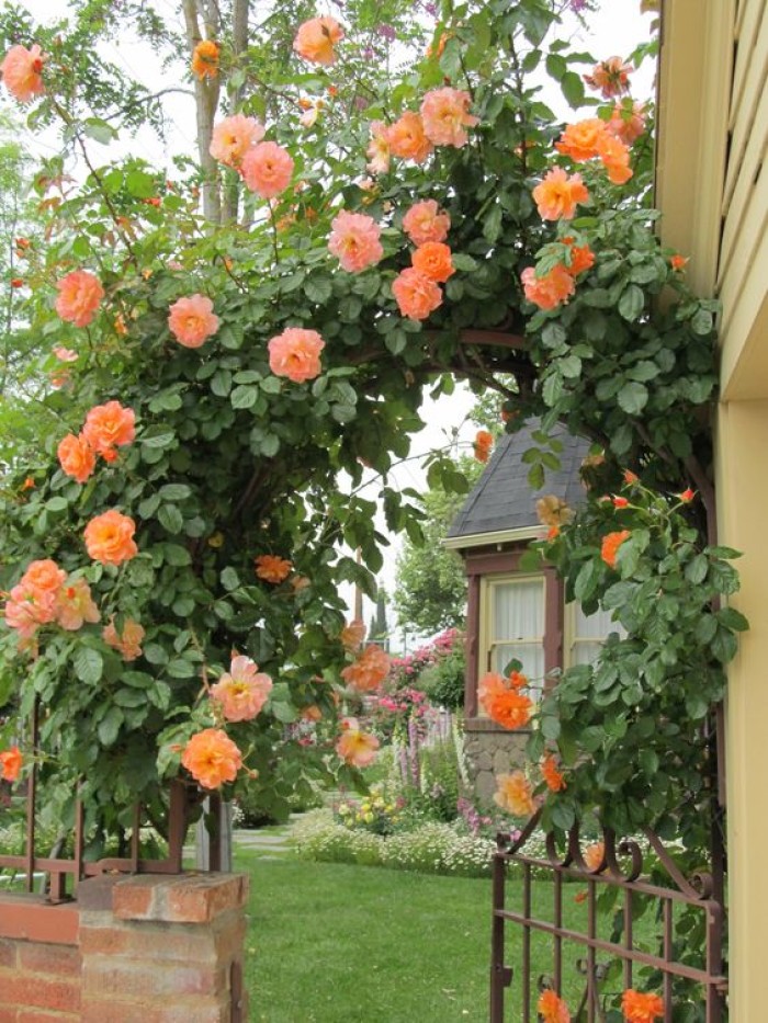 Tanaman Mawar Rambat Orange (100gr)
