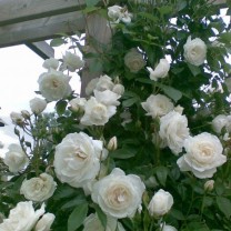 Tanaman Mawar Rambat Putih (100gr)