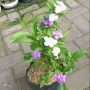 Tanaman Bunga Melati Costa (200 gr)