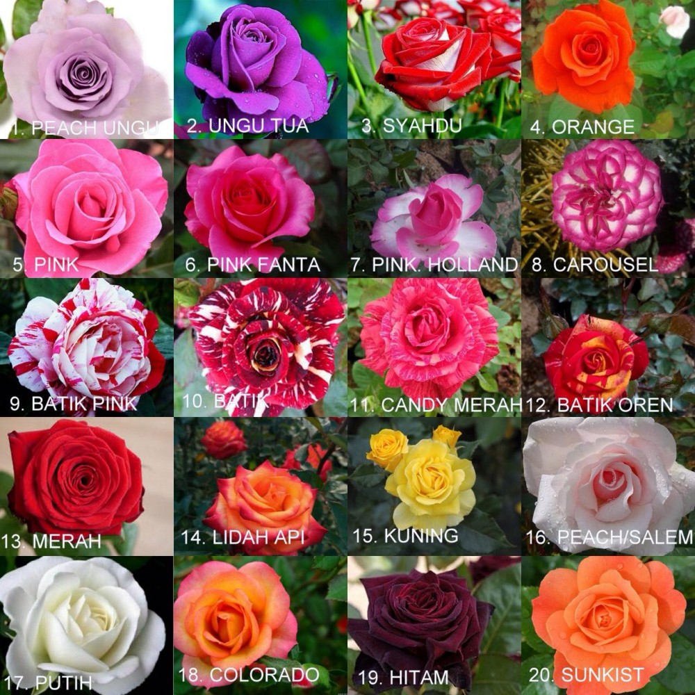 100 Gambar Bunga Mawar Batik Hd Gratis Gambar Id