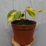 Tanaman Philodendron Scandens Medio Pictum Brazil (300 gr)