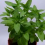 Tanaman Herbal Stevia (200gr)