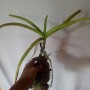 anggrek spesies Vanda limbata jawa (300 gr)