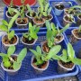 Anggrek Seedling Dendrobium (50 gr)