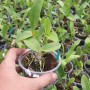 Anggrek Seedling Dendrobium (50 gr)