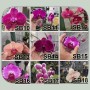 Anggrek Bulan - Phalaenopsis Seedling Hybrid (50gr)