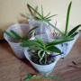 Anggrek Vanda Seedling Hybrid (50 gr)
