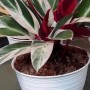 tanaman Calathea Triostar - calatea multicolor