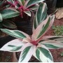 tanaman Calathea Triostar - calatea multicolor