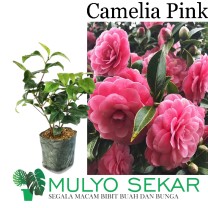 tanaman Bunga Camelia pink