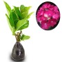 Pancawarna Hortensia - Bibit Tanaman Hydrangea (dewasa)