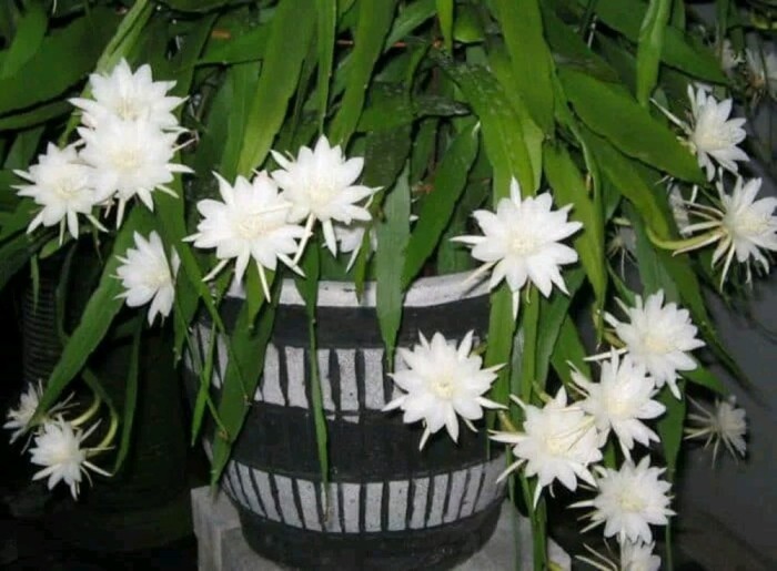 Wijaya Kusuma putih Bibit Tanaman Bunga (300)