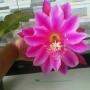wijaya kusuma pink California Dream Bibit bunga besar Epiphyllum (200 gr)