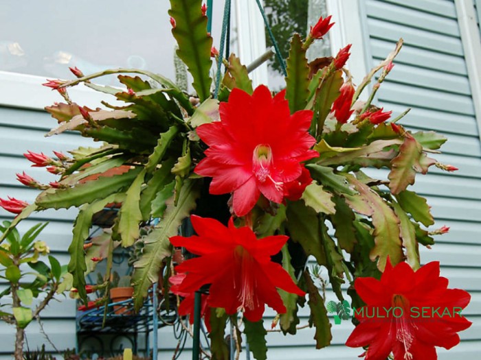 wijaya kusuma mereh ackermannii Epiphyllum Orchid cactus bunga besar (200 gr)