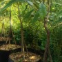 Bibit durian Musangking kaki 3 6 kg