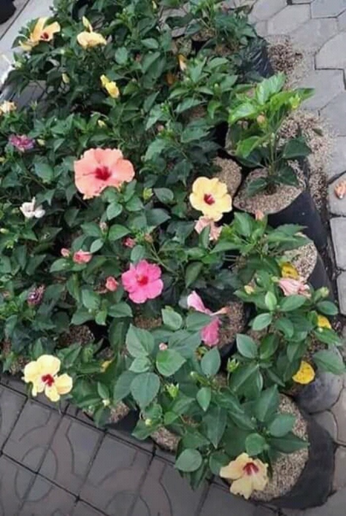 Bibit tanaman bunga sepatu (100 gr )